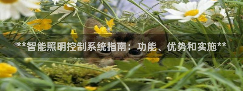 **智能照明控制系统指南：功能、优势和实施**